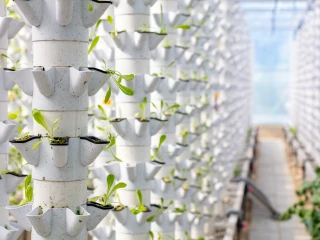 picture of plants growing in a greenhouse 